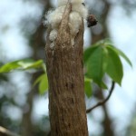 Kopak pod bursting on the tree