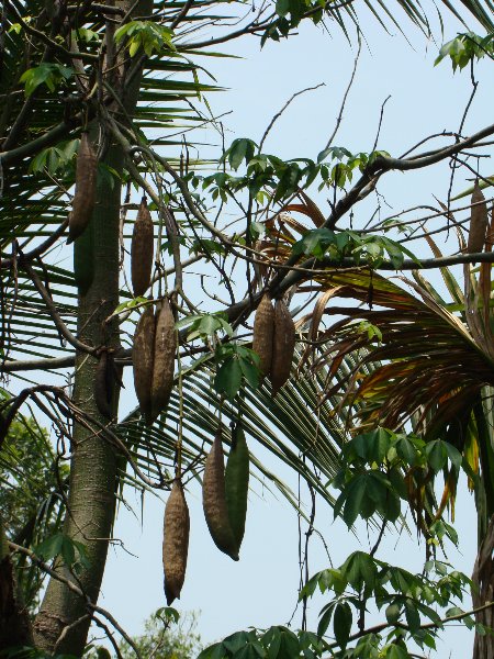 A kopak tree on the family farm in Nakhon Phanom