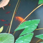 Pretty gold fish and water plants in water jar