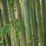 Fresh bamboo on the family farm