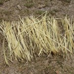 Drying the bamboo 