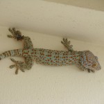 Lizzard hanging out in Thai bathroom