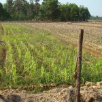 Rural Thailand as Viewed from a tractor (11)